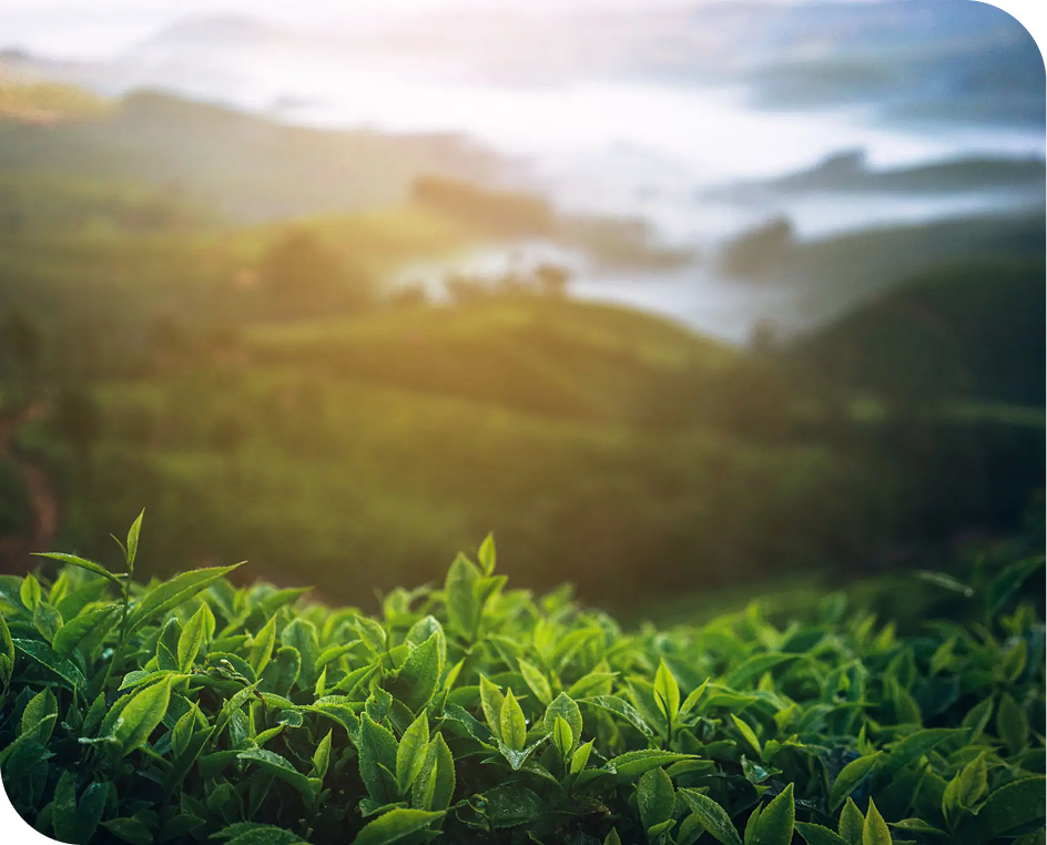 Lush green tea plantation at sunrise