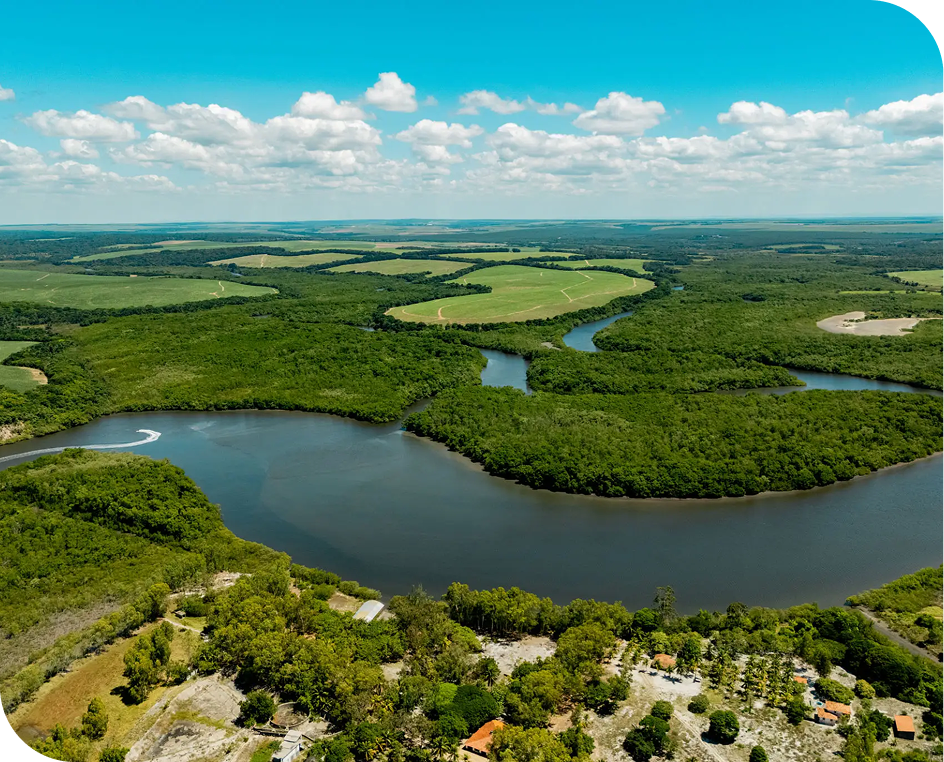 Aerial view of forest and river