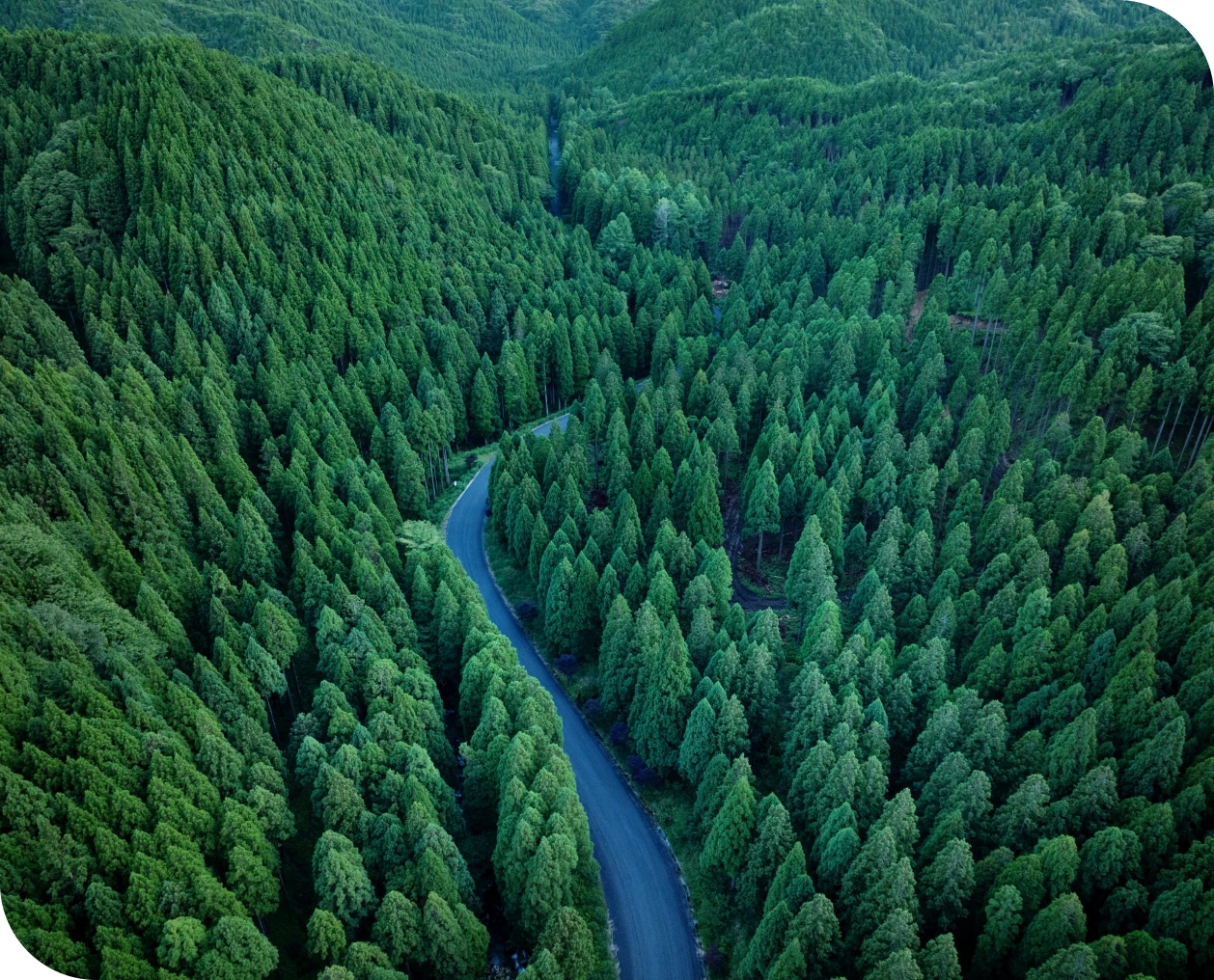 Serene forest landscape with winding road