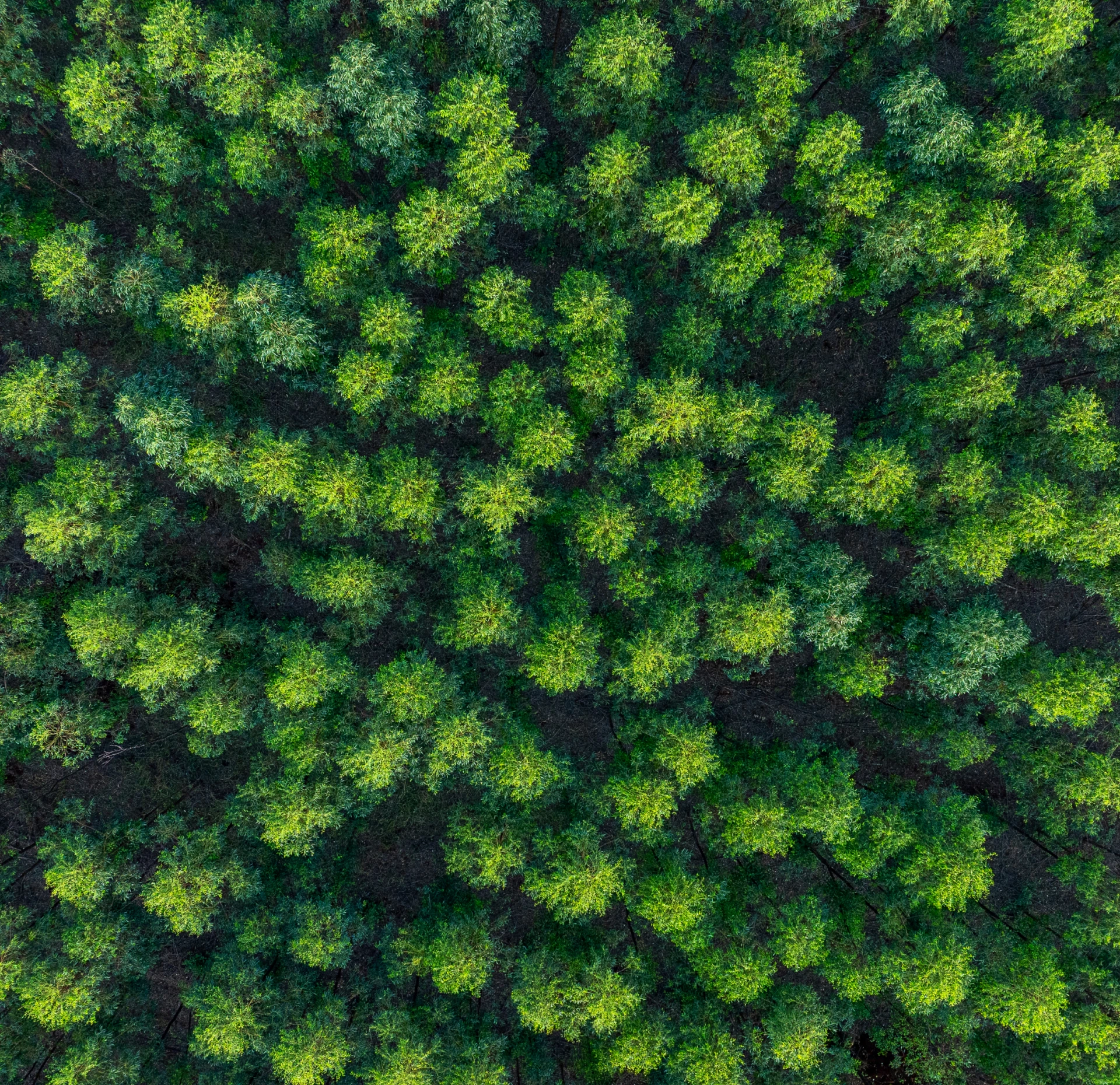 Aerial view of dense green forest