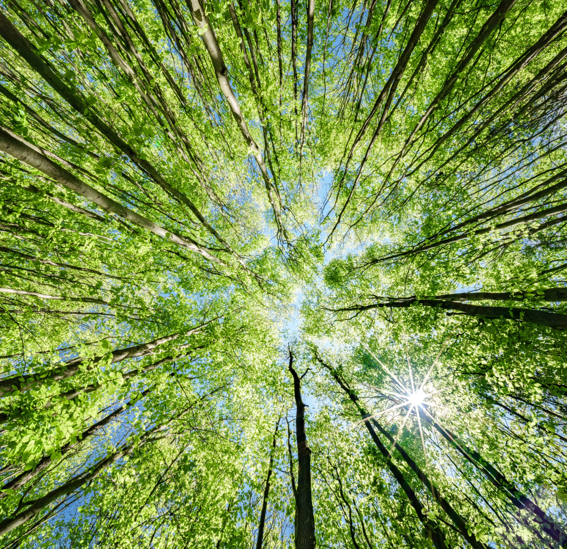 Sunlight filtering through tall trees